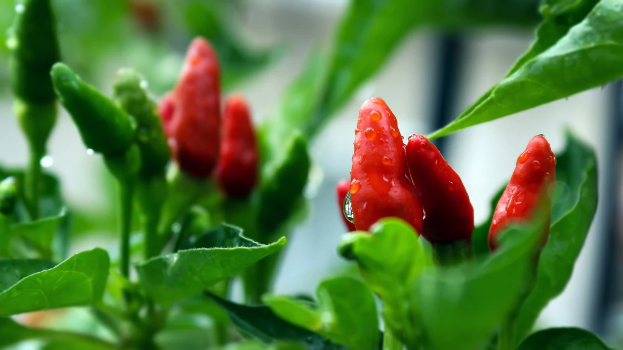 Quale erba aromatica migliora la crescita del peperoncino: il suggerimento degli esperti