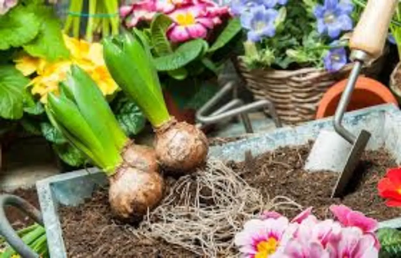Bulbi estivi: quando piantarli e come ottenere fioriture spettacolari nel tuo giardino