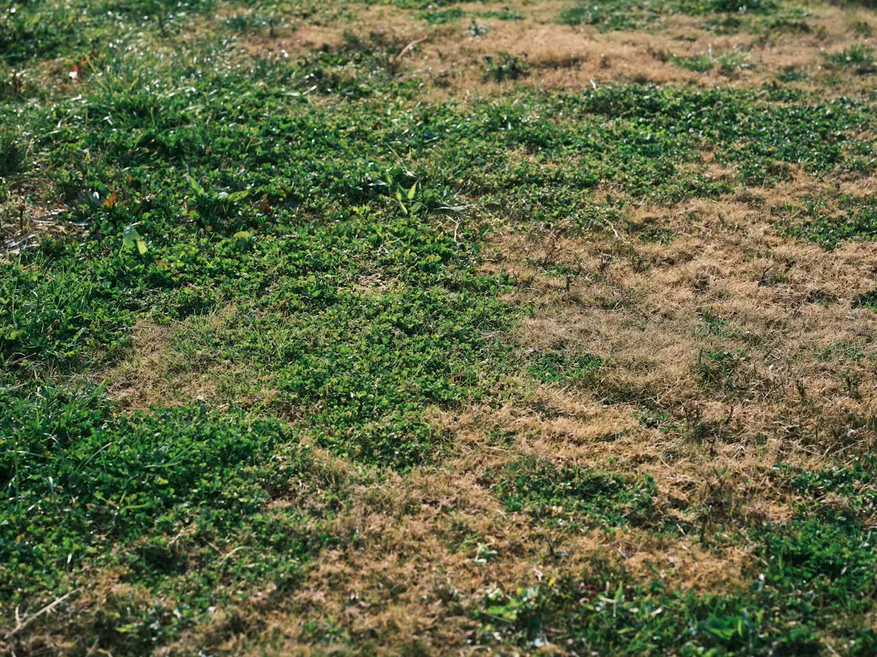 Prato troppo umido: ecco cosa fare per risolvere