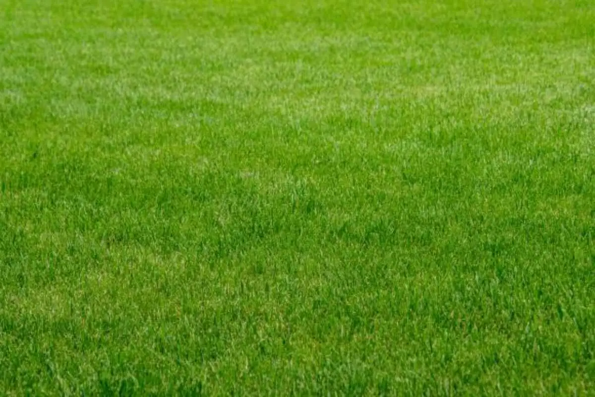 Il trucco per avere un prato perfetto senza fatica: ecco quando e come seminare